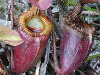 Pitcher Plant.JPG