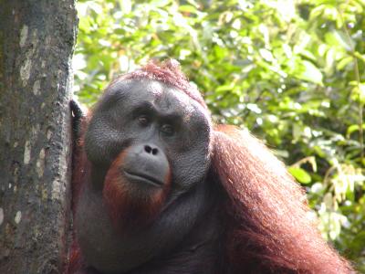 Sepilok - Male Orangutan.JPG