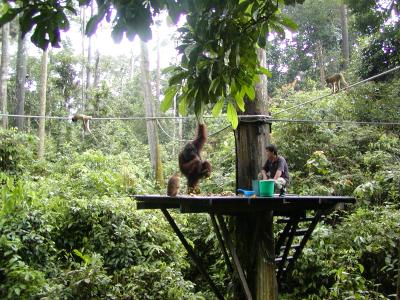 Sepilok Orangutan Centre.JPG