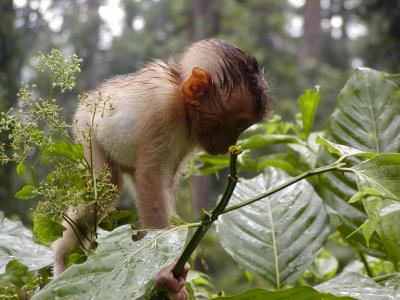 Baby Macaque.JPG