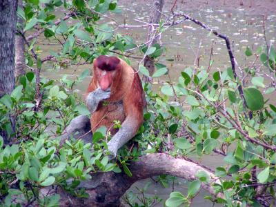 Bako N.P: Proboscis Monkey.jpg