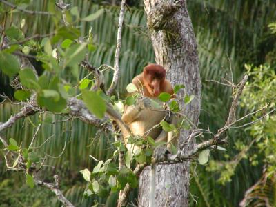 Bako N.P: Proboscis Monkey.JPG