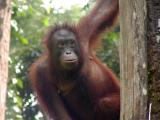 Sepilok - Orangutan.JPG