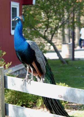 Peacock.jpg