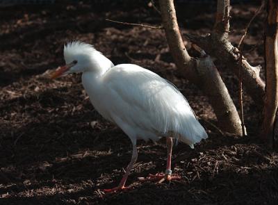 Snowy Egret.jpg