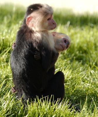 Cappucian Monkey.jpg
