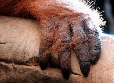 Orangutan-Hand.jpg