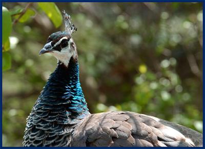Lady-Peacock.jpg