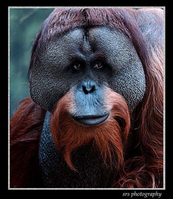 My-Orangutan-Tweak.jpg