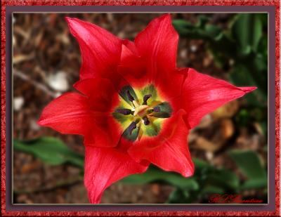 Red Tulip 03.jpg