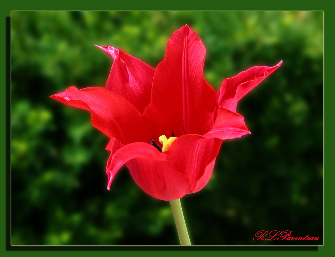 RedTulipA03.jpg