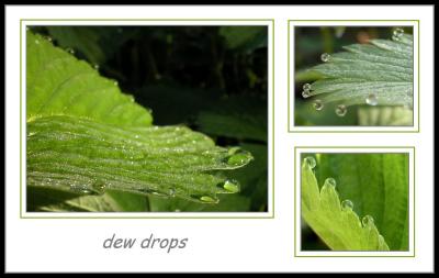 Strawberry leaves