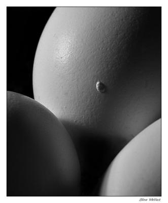eroticshadow.jpg
