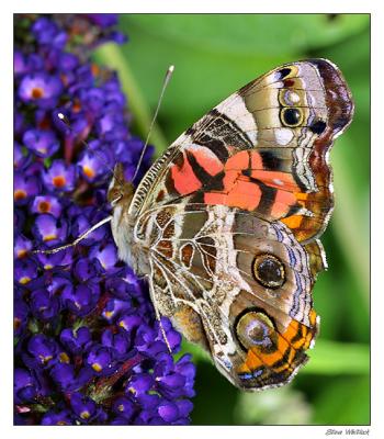 u27/stevew/medium/15634040.butterflyplsc.jpg