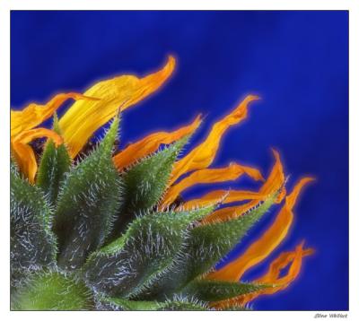 Sunfire