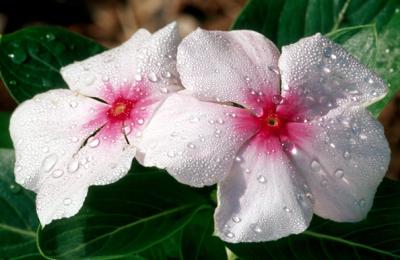 2flowerssc.jpg