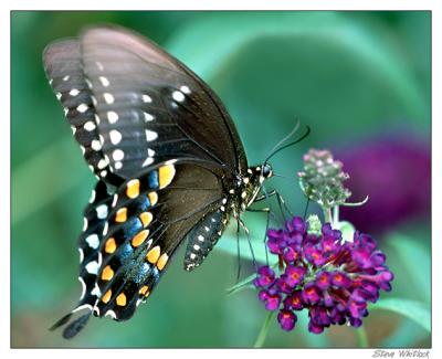 u27/stevew/medium/15634612.butterflypro.jpg
