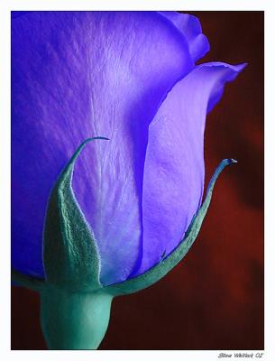 bluerose.jpg