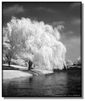 tree2ir.jpg