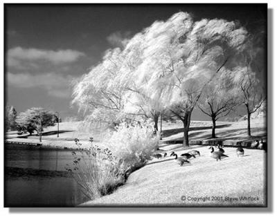 tree3ir.jpg