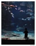 fishbowl.jpg