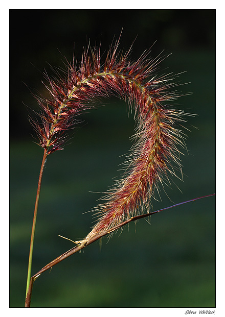 Cattail