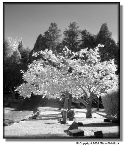 tree1ir.jpg
