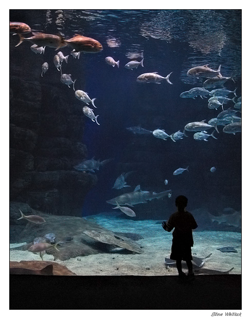 fishbowl.jpg