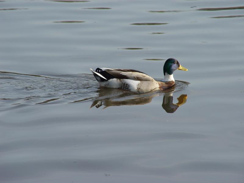 WATER REFLECTIONS by bigwad