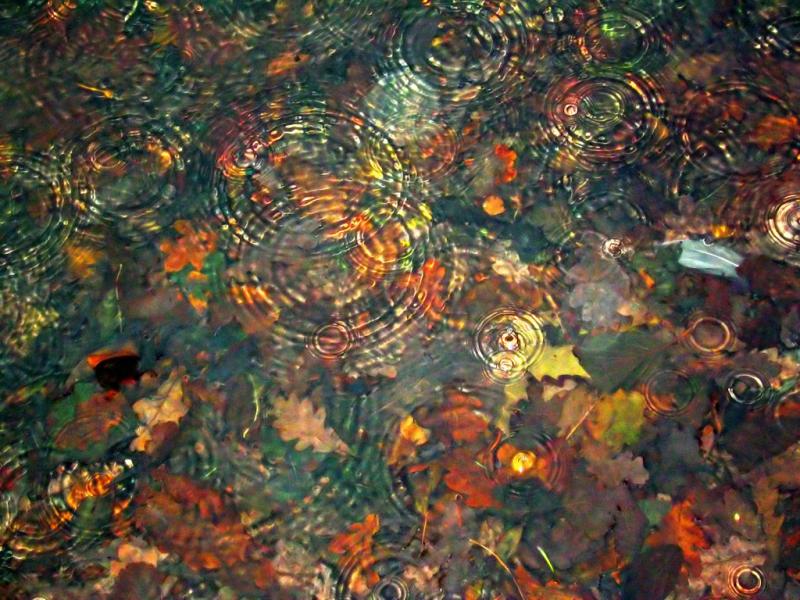 Underwater Leaves by War Elk