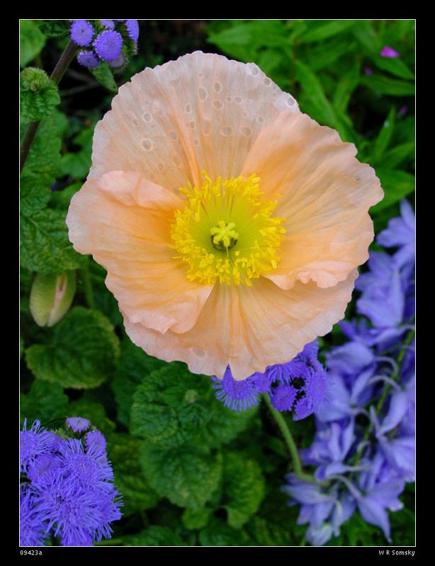 <b>Peach Dew *</b><br>W R (Bill) Somsky