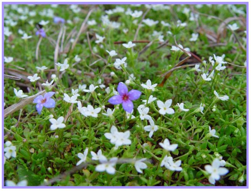<b>Little Flowers</b> *<br>by JaimeZX