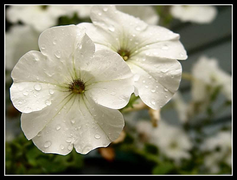 <br>Wet Petunias *</br> <br>by JB707</br>