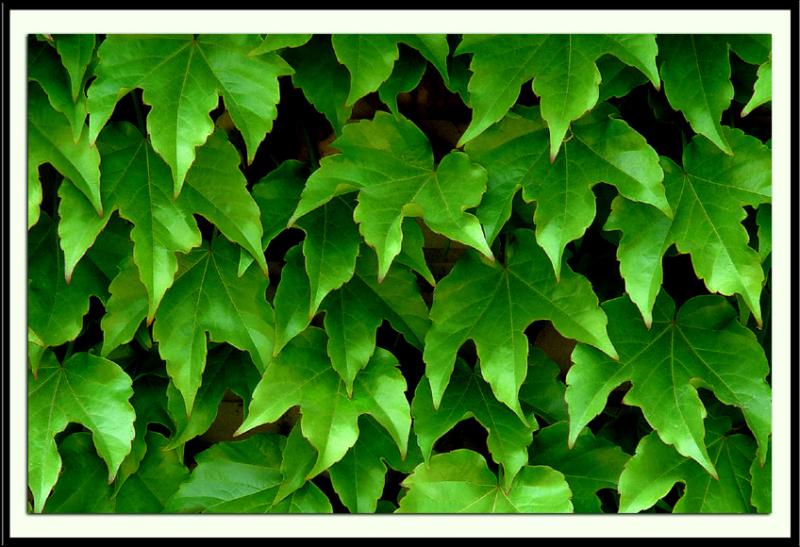 Leaves<br> by Kenan Oran