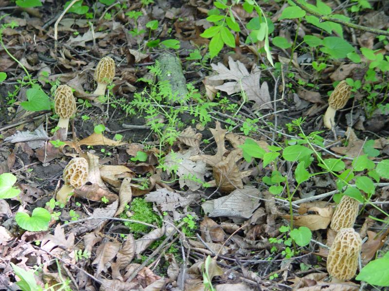 IOWA MOREL MUSHROOMS       by Bigwad