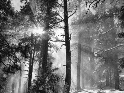 Snowfall Rays by Lisa Young