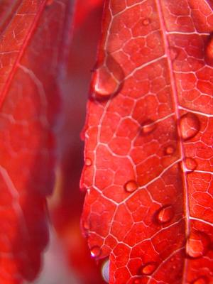 Japanese Red Maple* by Howard Cheng