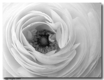 a white flower by Peggy