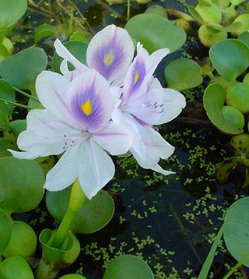 Water Hyacinth by kudbegud