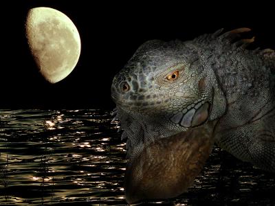 Reptile Moonby Klaus Wiese