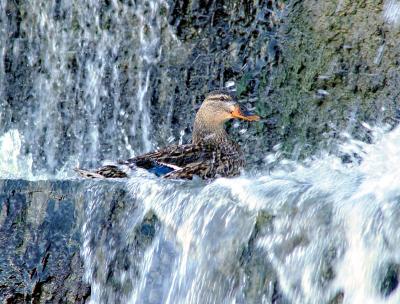 Waterfall Duckby Joseph Levy