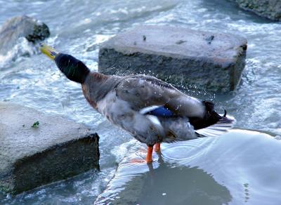 Shaking Off the Waterby Joseph Levy