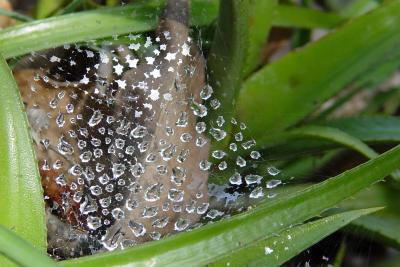 Nature's Jewelryby bbzippo