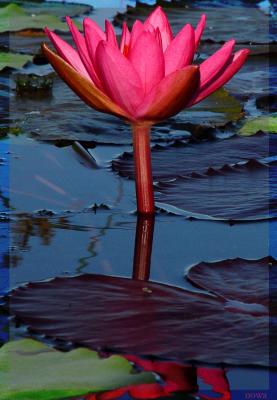 Lotus Position     by irish_eye