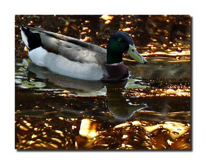 Mallard in My Sink by Roberta F.