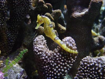 Undersea Wondersby hud