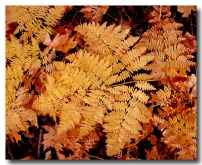 Autumn Ferns by Sarah D