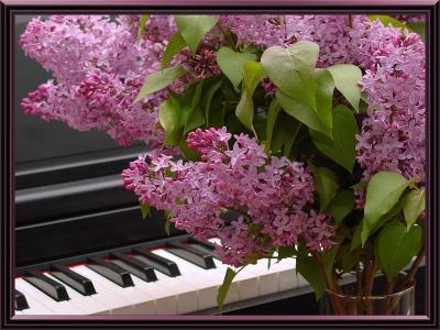 Lilacs and a Songby Johnny B.