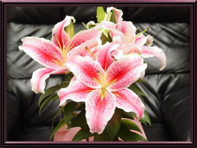 Mother's Day Lilyby Johnny B.