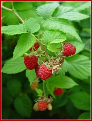 Raspberries by canadian_ann